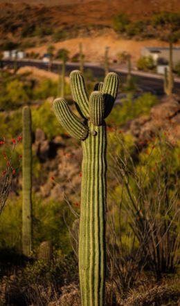 Arizona, USA Wallpaper 600x1024