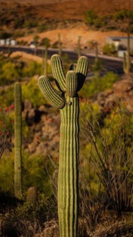 Arizona, USA Wallpaper 640x1136