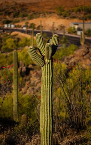 Arizona, USA Wallpaper 1752x2800