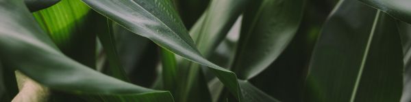 plant, flower Wallpaper 1590x400