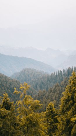 forest, mountains Wallpaper 2160x3840