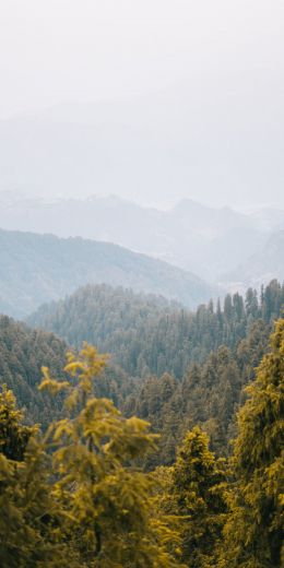 forest, mountains Wallpaper 720x1440