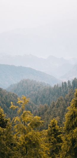 forest, mountains Wallpaper 1440x2960