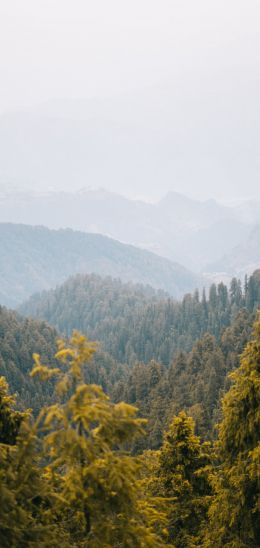 forest, mountains Wallpaper 1080x2280
