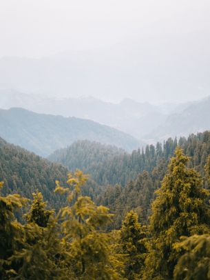 forest, mountains Wallpaper 2048x2732