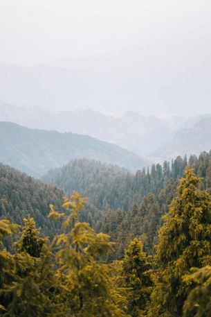 forest, mountains Wallpaper 640x960