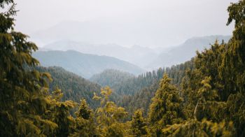 forest, mountains Wallpaper 1366x768
