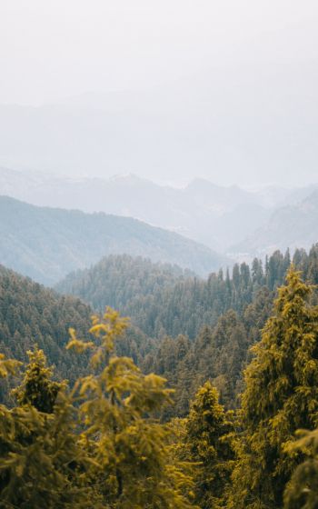 forest, mountains Wallpaper 1600x2560
