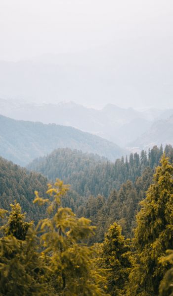forest, mountains Wallpaper 600x1024