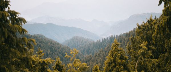 forest, mountains Wallpaper 2560x1080