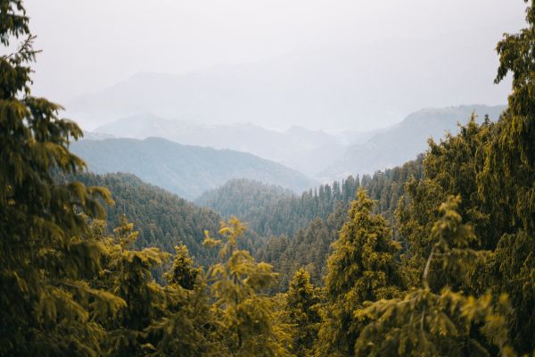 forest, mountains Wallpaper 6000x4000