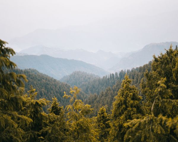 forest, mountains Wallpaper 1280x1024