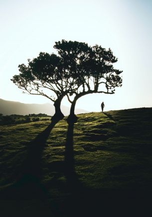 trees, of nature Wallpaper 1668x2388