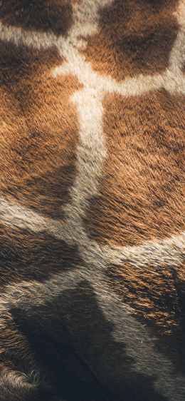 skin, giraffe Wallpaper 1170x2532