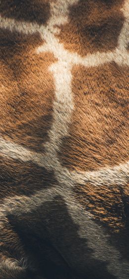 skin, giraffe Wallpaper 1080x2340
