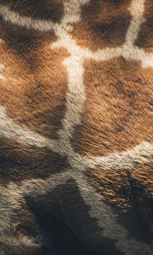 skin, giraffe Wallpaper 1200x2000