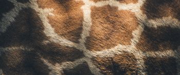 skin, giraffe Wallpaper 2560x1080