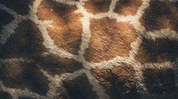 skin, giraffe Wallpaper 1600x900