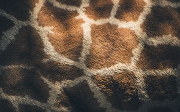 skin, giraffe Wallpaper 2560x1600