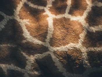 skin, giraffe Wallpaper 1024x768