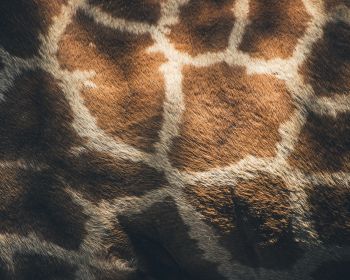 skin, giraffe Wallpaper 1280x1024
