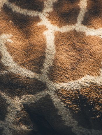 skin, giraffe Wallpaper 2048x2732