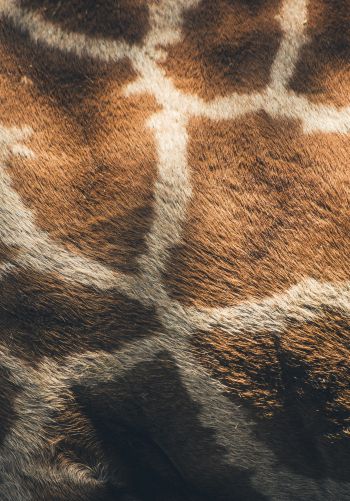 skin, giraffe Wallpaper 1668x2388
