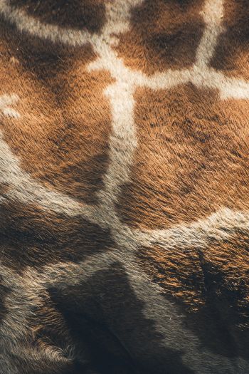 skin, giraffe Wallpaper 640x960