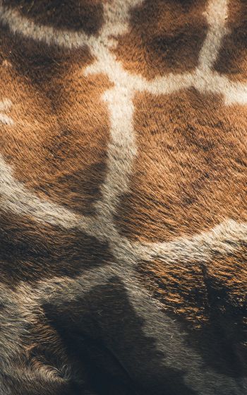 skin, giraffe Wallpaper 1752x2800