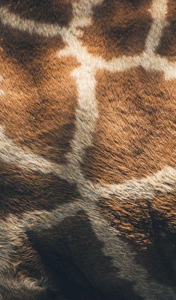 skin, giraffe Wallpaper 600x1024