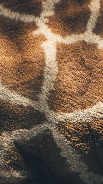 skin, giraffe Wallpaper 640x1136