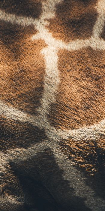 skin, giraffe Wallpaper 720x1440