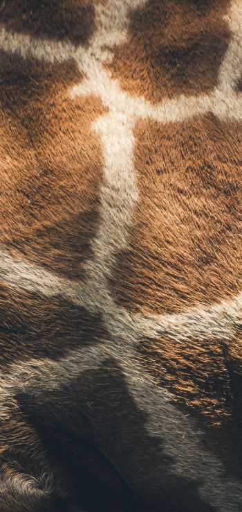 skin, giraffe Wallpaper 720x1520