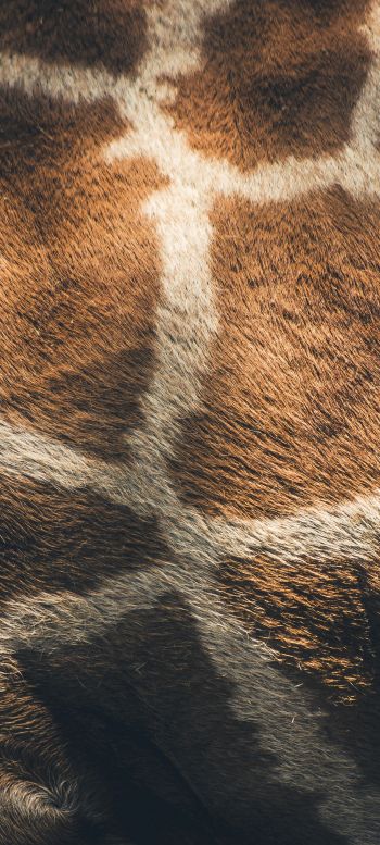 skin, giraffe Wallpaper 720x1600