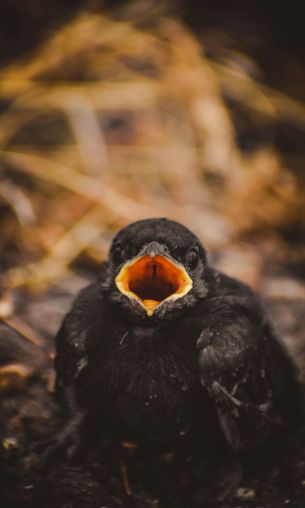 chick, bird Wallpaper 1200x2000