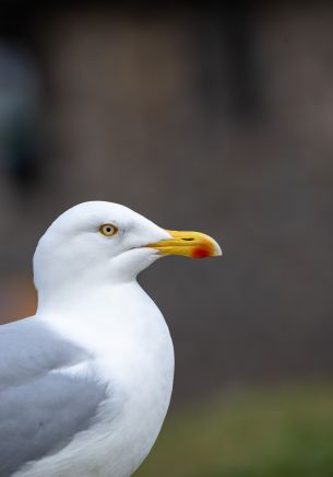 bird, seagull Wallpaper 1668x2388