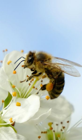 bee, insect Wallpaper 600x1024