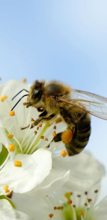 bee, insect Wallpaper 1080x2220