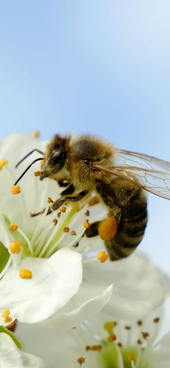 Обои 828x1792 пчела, насекомое