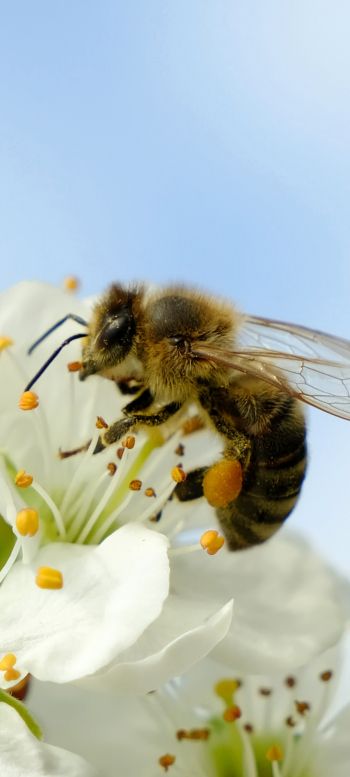 bee, insect Wallpaper 1080x2400