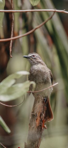 bird, of nature Wallpaper 1080x2340