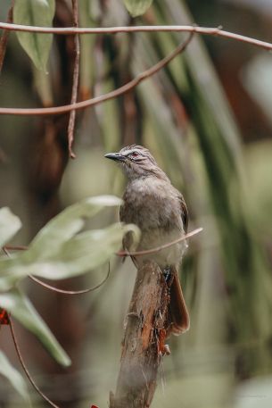 bird, of nature Wallpaper 2000x3000