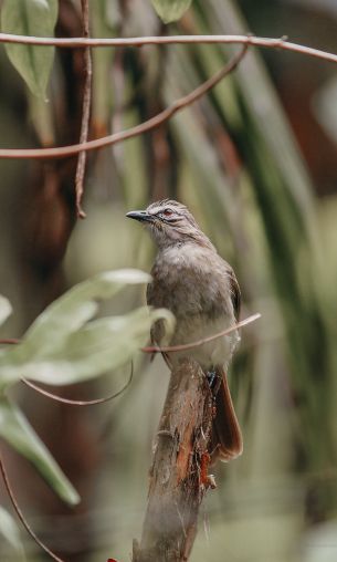 bird, of nature Wallpaper 1200x2000