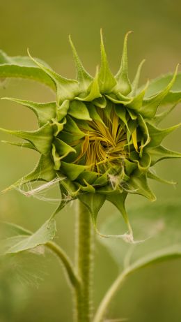 plant, sunflower Wallpaper 640x1136