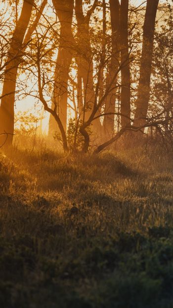 dawn, in the woods Wallpaper 640x1136