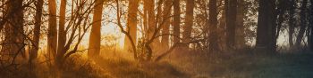 dawn, in the woods Wallpaper 1590x400