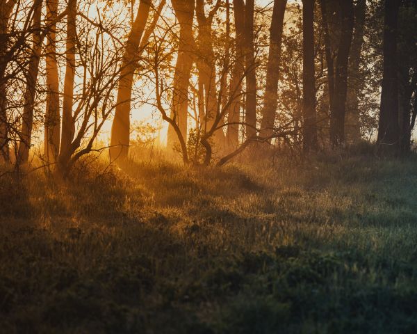 dawn, in the woods Wallpaper 1280x1024