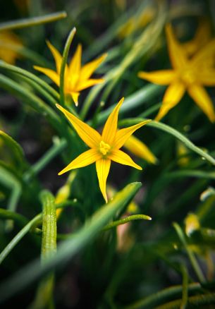 flower, plant Wallpaper 1640x2360