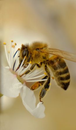 insect, bee Wallpaper 600x1024