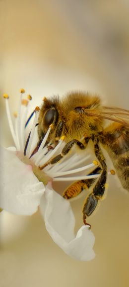 insect, bee Wallpaper 1080x2400